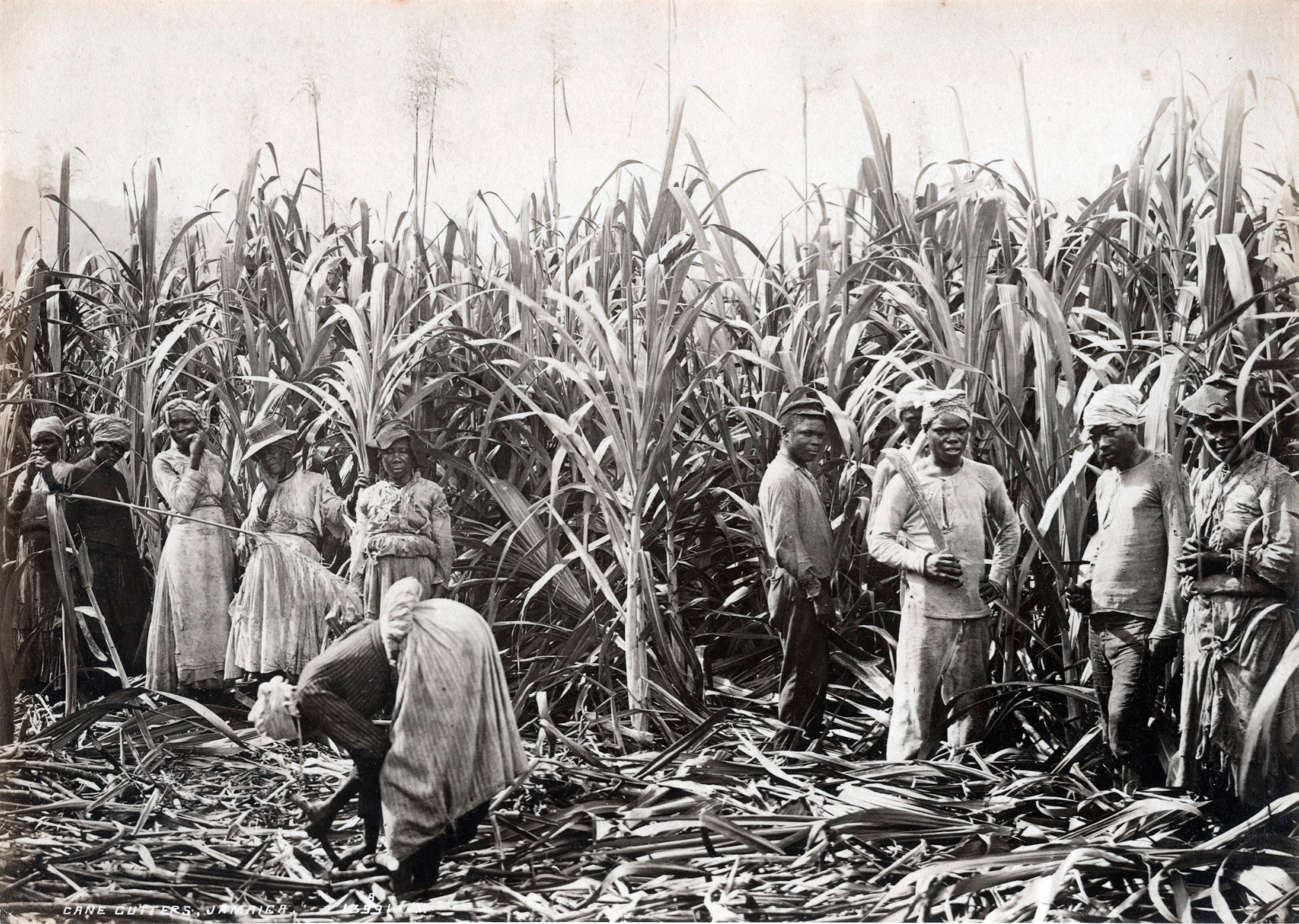 Cortadores de caña de azúcar en Jamaica. La investigación sugiere que la esclavitud no fue más importante para la economía que la cría de ovejas